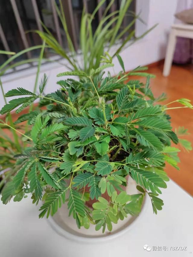 探索含羞草最新站的神秘世界之旅