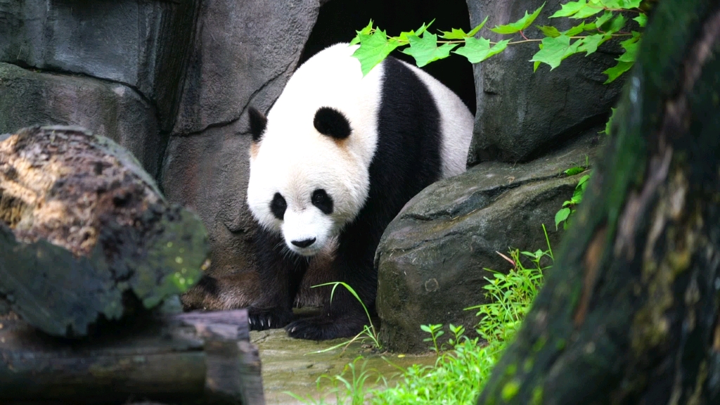 大熊猫青青最新动态，自然美景的探索之旅