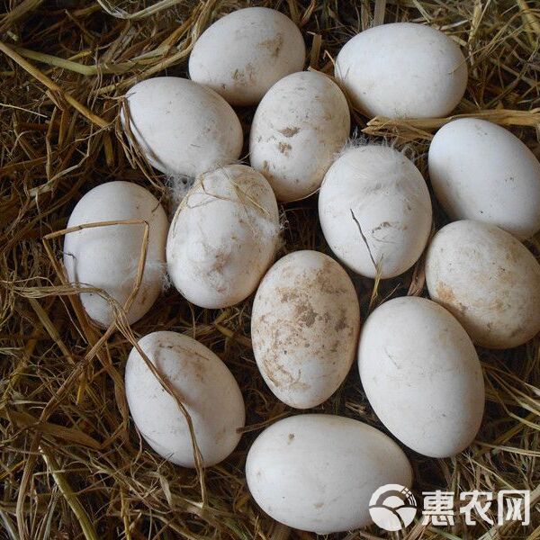 最新鹅蛋资讯报道